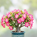 Desert Rose Seeds 100 Mixed Color Adenium Obesum Flower Seeds for Garden or Indoor Planting, Grow Your Own Succulent Plant