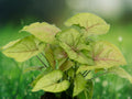 3 Rooted Leaf Cuttings Syngonium Berry Allusion Easy Care Pink Arrowhead Houseplant for Home Office Indoor Patio