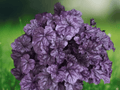 5 Seeds Heuchera Mixed Varieties Coral Bells Purple Silver Foliage