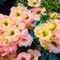 Lisianthus Seeds Everlast Mix Non-GMO Heirloom Flower Seeds Eustoma grandiflorum
