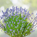 Provence Lavender Plants Set of 2 – Live Rooted Herbs – Fragrant Lavender – Lavandula angustifolia