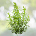 Tarragon Seeds - 1000+ Russian Tarragon Dragon Wort Perennial Herb - Artemisia dracunculus - Garden Plant USA