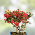 Bonsai Firethorn Tree Seeds - 50 Pack - Pyracantha Coccinea - Drought-Resistant Ornamental Planting Seeds