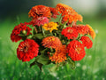 100 Seeds California Giant Zinnia Heirloom Non-GMO Giant Blooms Cut Flowers