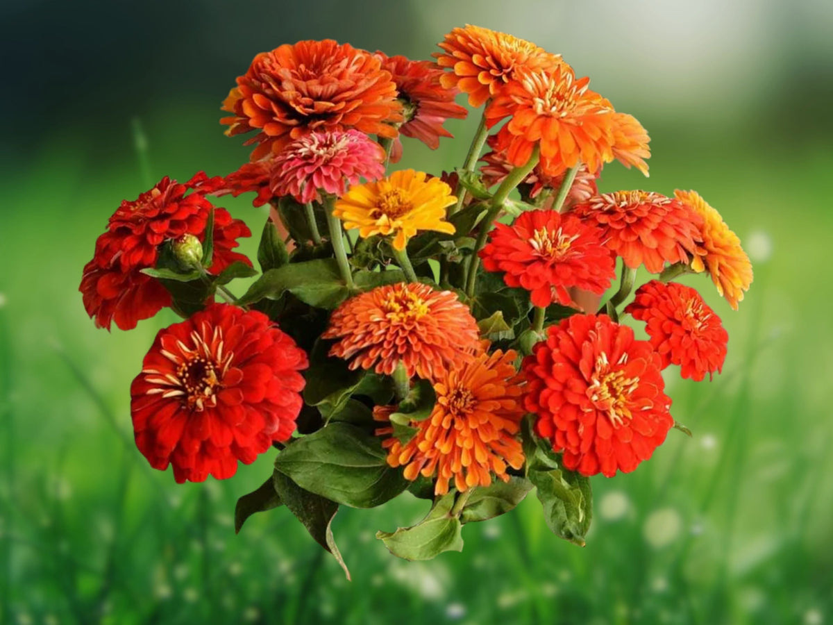100 Seeds California Giant Zinnia Heirloom Non-GMO Giant Blooms Cut Flowers