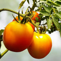Golden Jubilee Heirloom Tomato Live Starter Plants – Set of 2 – 4-6 Inches – Solanum lycopersicum