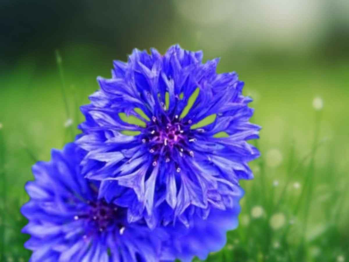 50 Seeds Blue Aster Hardy Perennial Easy Grow Pollinator Garden Long-Lasting Blue Daisy Flowers
