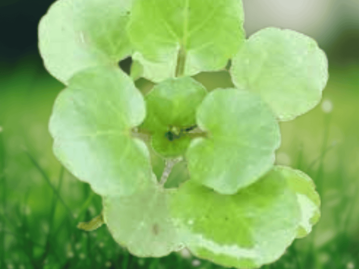 25 Seeds Watercress Nasturtium officinale Edible Herb Aquatic Vegetable