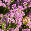 Statice Seeds 85 Non-GMO Twilight Flower Seeds Limonium sinuatum Garden Annual Cut Flower