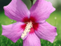 10 Seeds Hibiscus syriacus Violet Satin Rose of Sharon Flowering Shrub