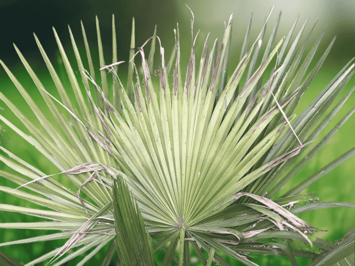 5 Seeds Trithrinax brasiliensis (Brazilian Needle Palm) Cold Hardy Palm