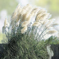 Giant White Pampas Grass Seeds 1,000 Count Cortaderia selloana Ornamental Grass Made in USA from Iowa