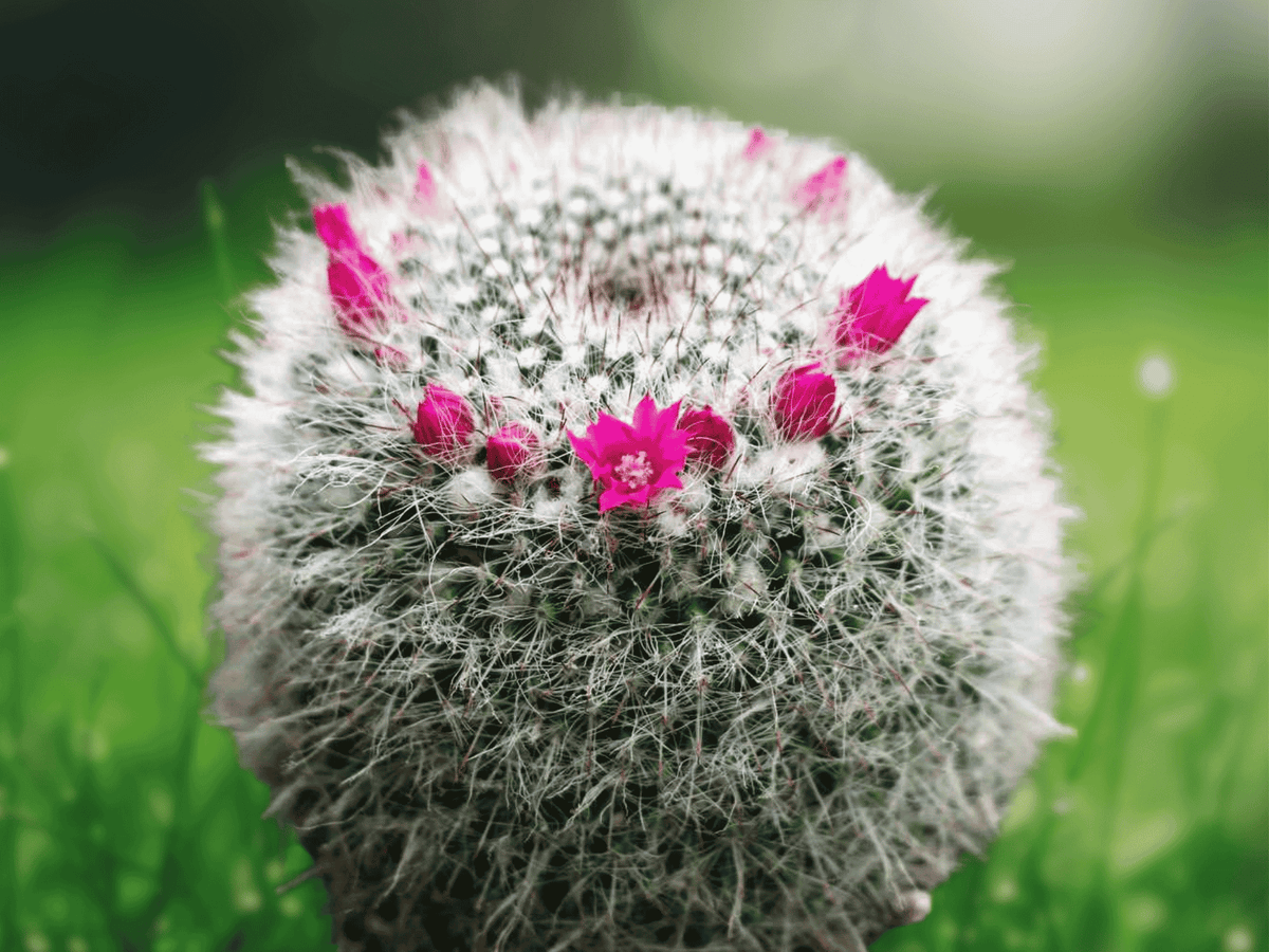 1 Live Plant Mammillaria Elegans Cactus 2.5 Inch Pot