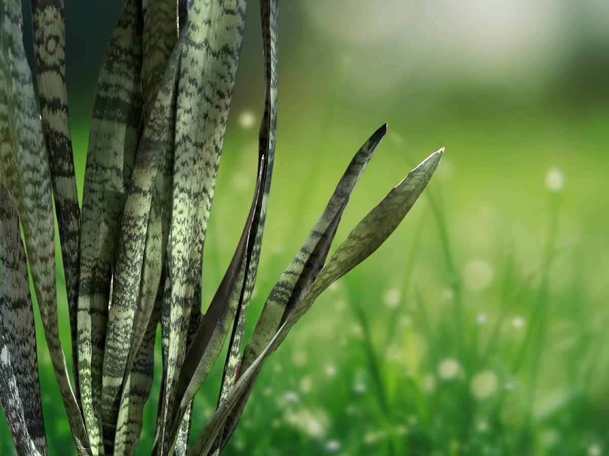 1 Fresh Cutting Sansevieria Zeylanica 16-18 Inch Snake Plant Mother in Law Tongue Propagation