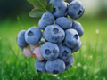 10 Live Plant Plugs Reka Blueberry Vaccinium corymbosum Starter Plugs