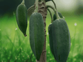 1 Live Plant Babaco Mountain Papaya Vasconcellea heilbornii Starter Plug