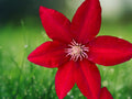 25 Seeds Clematis Scarlet Red Flowers Perennial Climbing Vine Ornamental Trellis Balcony Garden Decor