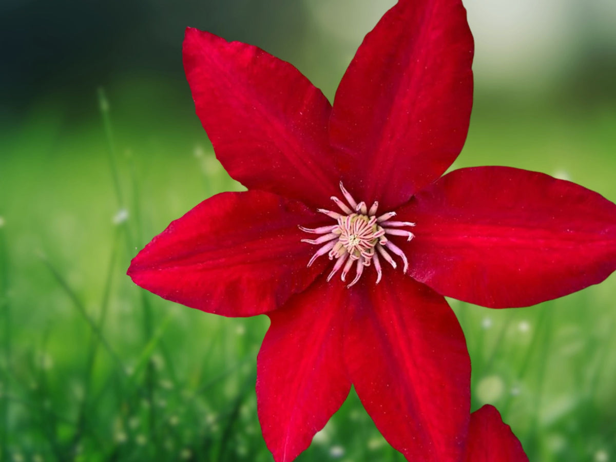 25 Seeds Clematis Scarlet Red Flowers Perennial Climbing Vine Ornamental Trellis Balcony Garden Decor
