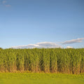 Switchgrass Seeds - 1,000 Count Fast Growing Prairie Grass - Panicum virgatum