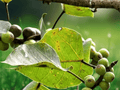 5 Seeds Ficus rumphii Evergreen Fig Tree