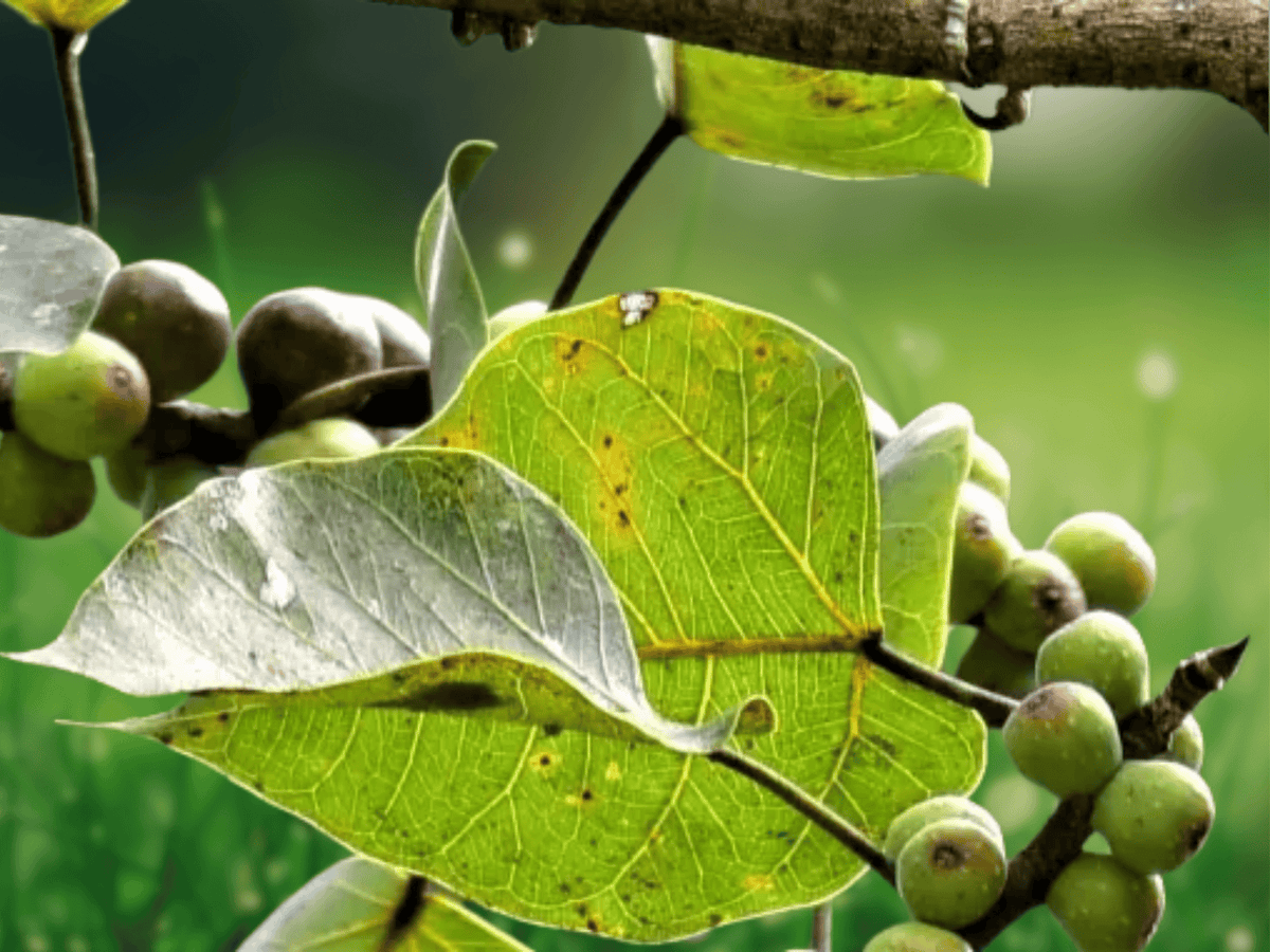 5 Seeds Ficus rumphii Evergreen Fig Tree