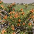 Red Spruce Tree Seeds - 30 Seeds, Picea Rubens, Native North American Conifer, Grows in Iowa, USA