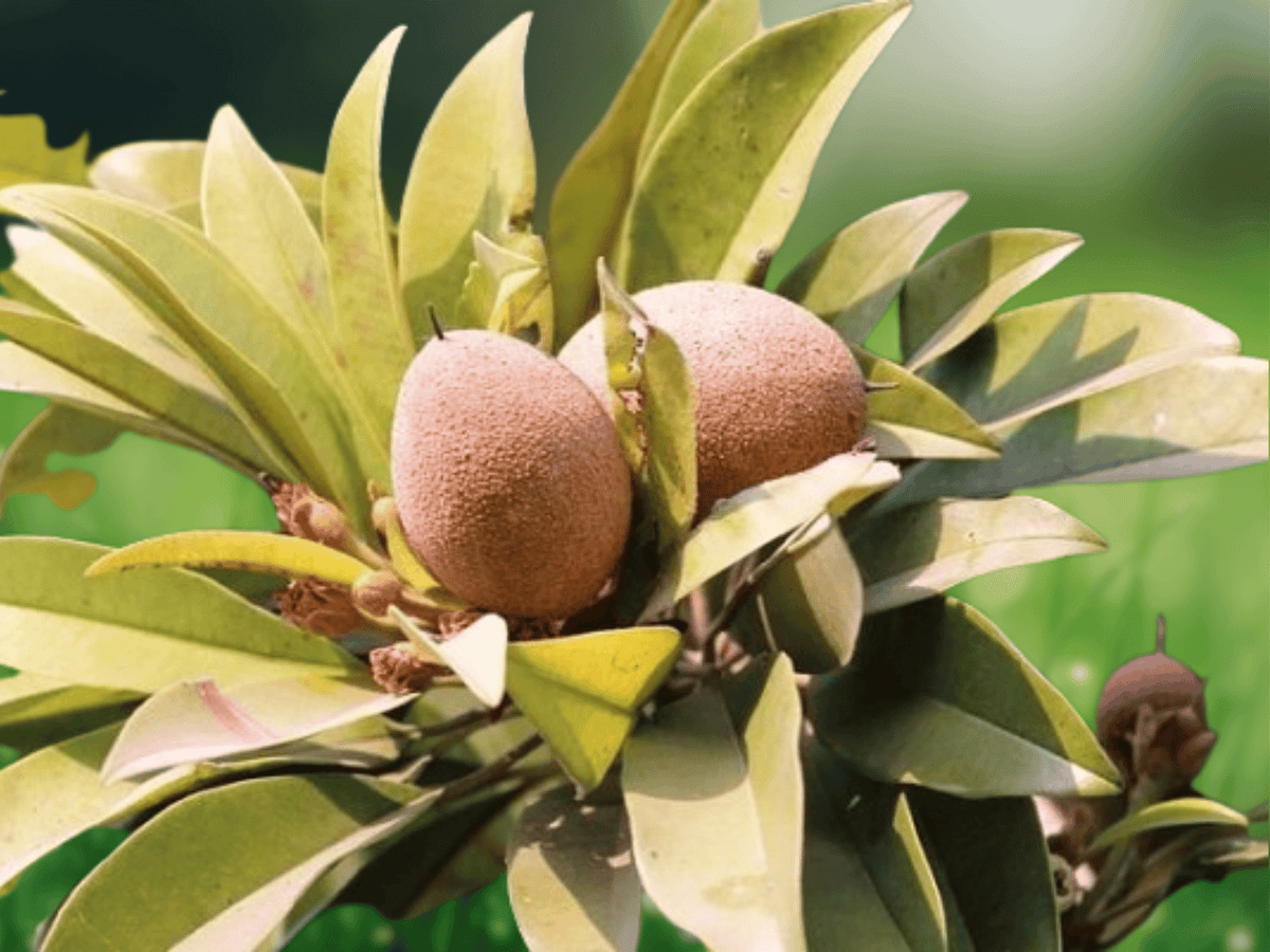 5 Seeds Manilkara zapota Sapodilla Tropical Fruit Tree Seeds