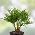 Mediterranean Fan Palm Tree 7 Gal Pot Chamaerops Humilis 40" Tall, 7 Years Old, Drought Tolerant, Ornamental Garden Plant