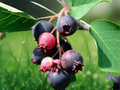 20 Seeds Saskatoon Serviceberry Amelanchier alnifolia Shrub Fruit