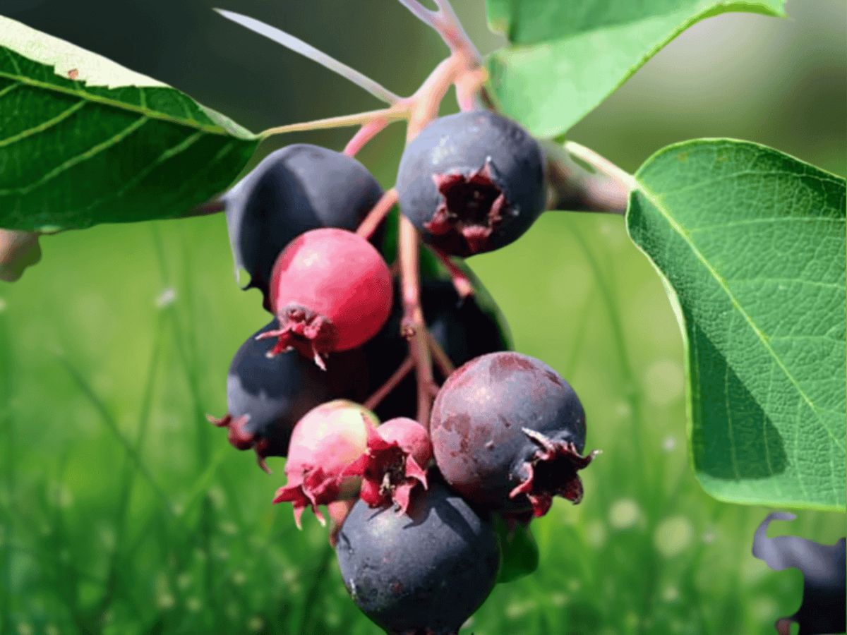 20 Seeds Saskatoon Serviceberry Amelanchier alnifolia Shrub Fruit