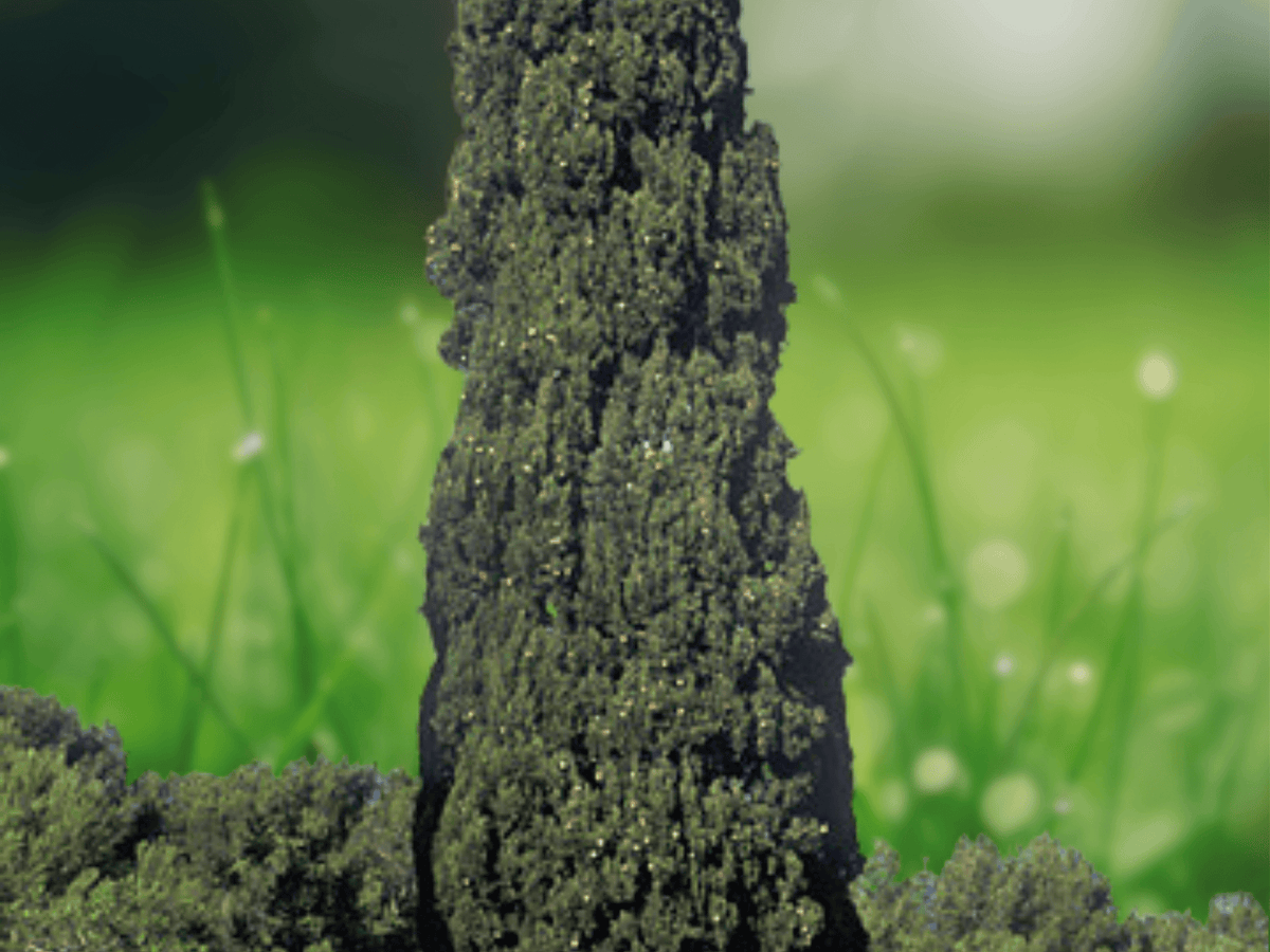 10 Seeds Italian Cypress Cupressus sempervirens Narrow Columnar Evergreen Tree Seeds