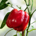 Sweet Pepper Seeds 100 Count Pretty N Sweet Variety Capsicum annuum Non-California Shipping