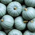 Jarrahdale Blue Pumpkin Seeds 20 Pack | Cucurbita Maxima Heirloom Variety for Fall Decor & Cooking