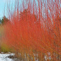 Flame Willow Tree - Rare Variety with Vibrant Orange and Red Bark - Salix 'Flame' - Ornamental Tree for Landscaping