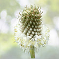 Organic White Clover Seeds - 100+ Count - Dalea candida - Non-GMO, Eco-Friendly Gardening Supplies