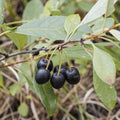 Sand Cherry Seeds 5 Pack - Edible Fruit Tree Shrub Prunus pumila - Native Plant for Landscaping & Wildlife