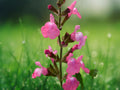50 Seeds Salvia Splendens Pink Annual Flower Easy Grow Drought Tolerant Pollinator Friendly Garden Plant