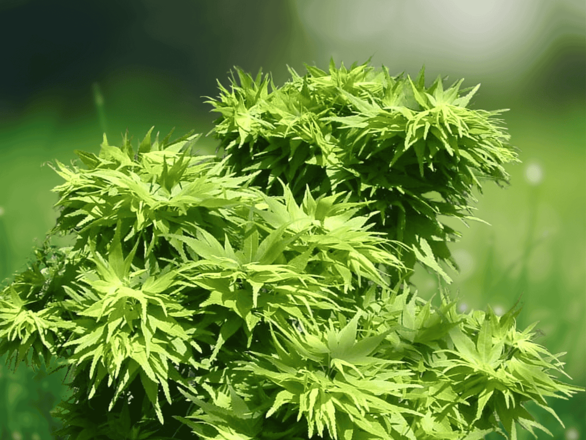 2.5 QT Live Plant Mikawa Yatsubusa Dwarf Japanese Maple Tree