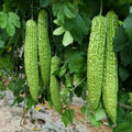 Bitter Gourd Seeds 10 Pack - Green Variety - Momordica charantia - Rare and Hard to Find Vegetable Seeds