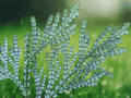 5 Seeds Thujopsis dolobrata Hiba Arborvitae Evergreen Conifer