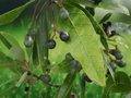 5 Seeds Red Bay Persea borbonia Evergreen Tree