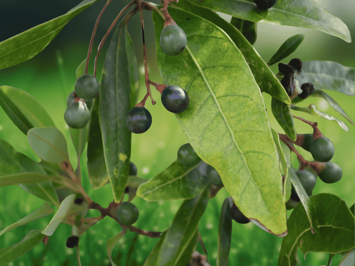 5 Seeds Red Bay Persea borbonia Evergreen Tree