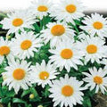 Alaska Shasta Daisy Seeds 200 Organic Perennial Leucanthemum × superbum Flower Garden Plant