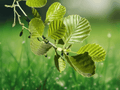3 Black Alder Bare Root Trees 12 Inch Alnus glutinosa Live Plant Deciduous Tree