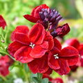 Bare Root Perilla frutescens Shiro Live Plant 3-Pack - Red/Purple Varieties for Culinary and Ornamental Use