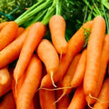 Carrot Seeds 500+ Little Finger Variety Non-GMO Daucus carota Vegetable Seeds for Gardening