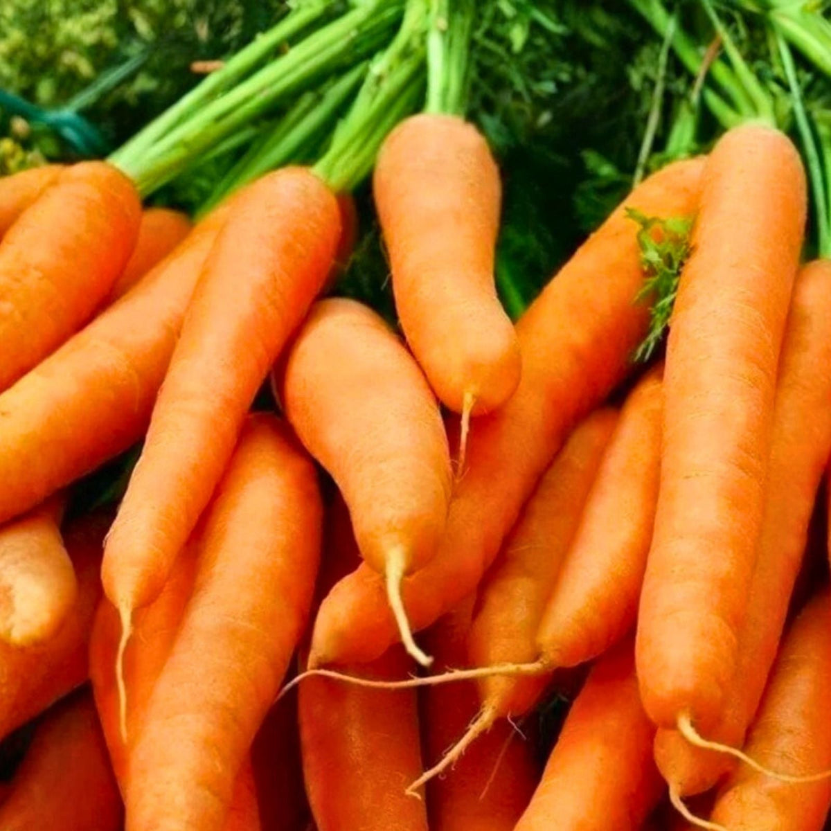 Carrot Seeds 500+ Little Finger Variety Non-GMO Daucus carota Vegetable Seeds for Gardening