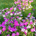 Petunia Seeds 175 Count Perennial & Annual Flower Garden Favorites Flower Seeds Petunia spp.