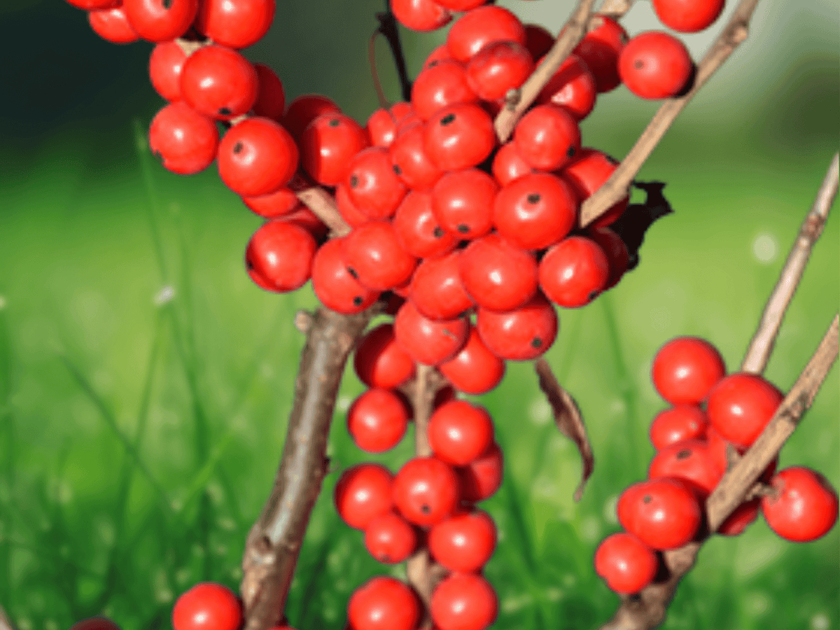 1 Live Plant Berry Poppins Winterberry Female Ilex verticillata in 4 Inch Pot