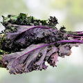 Red Kale Microgreen Seeds 16oz Organic Brassica oleracea var. sabellica for Home Gardening, Sprouting, Microgreens